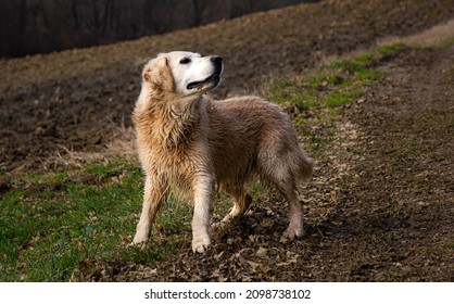 The Dog Watches The Bird And Is Ready To Attack