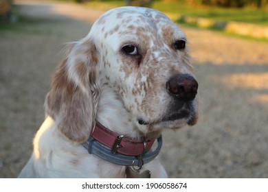 A Dog Watches With A Suspicious Look.