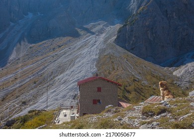 Dog Watching Berti Alpine Hut With Debris Flows In The Background In Comelico Region, Dolomites, Italy