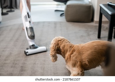 The Dog Is Watching The Cleaning In The House With A Vacuum Cleaner. The Dog Runs Away From The Vacuum Cleaner.