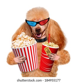 Dog Watching Movie Stock Photo 184955177 | Shutterstock