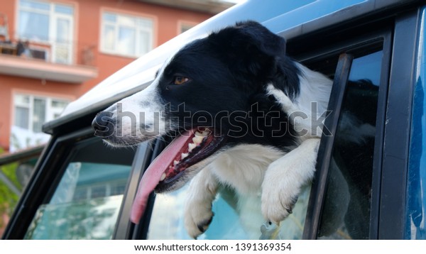 dog watching out the car\
window