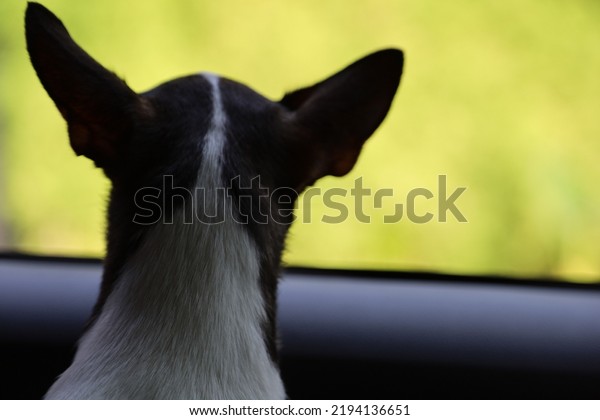 Dog\
watching sunset while traveling in car. chihuahua enjoying the view\
from the car window, traveling with lovely\
pets
