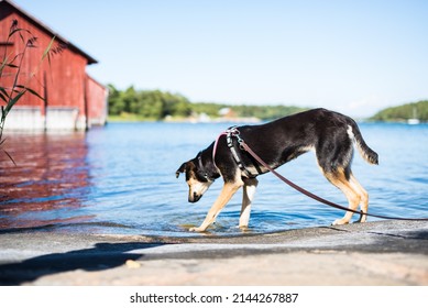 Dog In Water Baltic Sea Finland Scandinavia