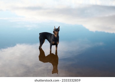 dog in water with reflection. Pet at the lake. Standard pinscher in nature at sun 