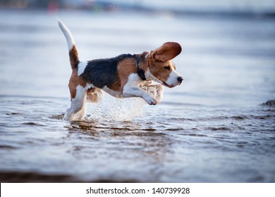 the dog in the water, swim, splash