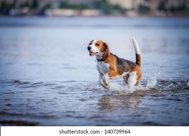 The Dog In The Water, Swim, Splash