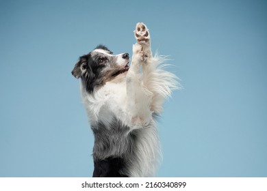 dog waving paw, blue marble on a blue background. Obedient and beautiful border collie - Shutterstock ID 2160340899