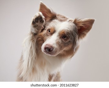 the dog waving paw. Happy Border Collie on a beige background in studio 