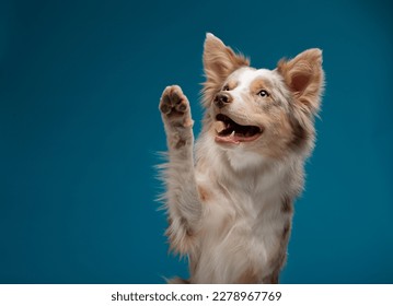 the dog is waving its paw. Red marble on a blue background in studio - Powered by Shutterstock