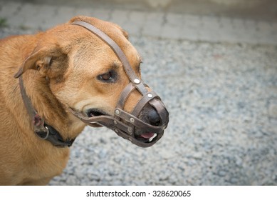Dog wear muzzle. (Selective Focus at the dogÃ¢??s eye) - Shutterstock ID 328620065