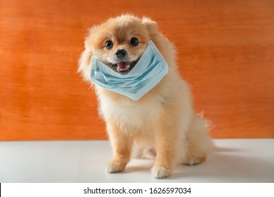 Dog Wearing Air Pollution Mask For Protect Dust PM2.5,Pomeranian, Small Breed Dogs, Put On A Health Mask Sit On A White Table,Concept Virus, Coronavirus Protection.