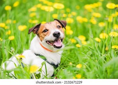 Dog wearing anti pests collar to prevent attacks from parasites during spring season