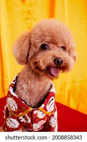 Dog Wearing Chinese Traditional Costume, Chinese Traditional Portrait, Chinese New Year Portrait Photography, Family Photography