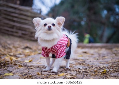 The Dog Wearing Clothes