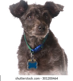 Dog Wearing A Collar With A Name Tag On White Background