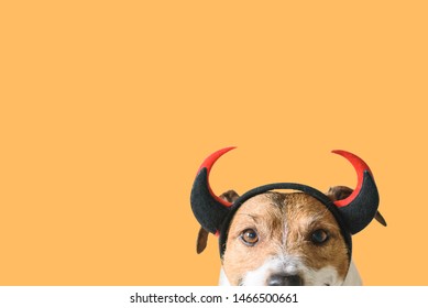 Dog Wearing Devilish Horns As Funny Halloween Outfit