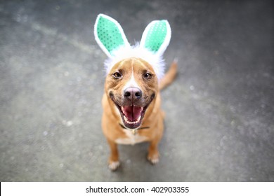 Dog Wearing Easter Bunny Costume Shepherd Puppy with Sparkly Ears for Easter Celebration looking at camera smiling