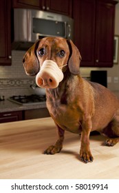 Dog Wearing Fake Pig Nose