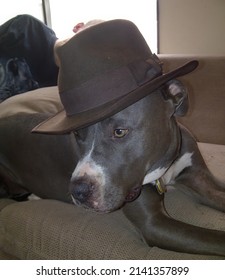 dog in fedora