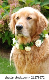 Dog wearing flower necklace at wedding