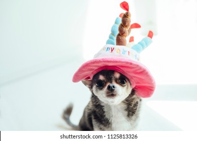 A Dog Wearing A Hat In The Shape Of A Birthday Cake Is Sitting And Watching Here