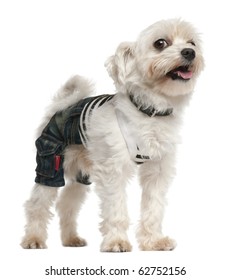 Dog Wearing Jeans ,4 Years Old, Dressed Up And Standing In Front Of White Background