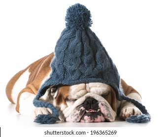 dog wearing knit winter hat on white background - english bulldog