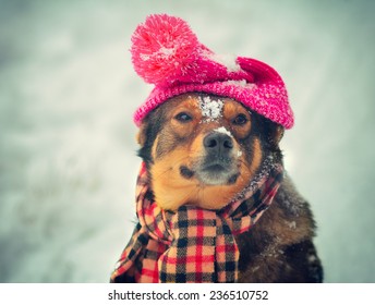 Dog Wearing Knitted Hat With Pompom And Scarf Walking Outdoor In Winter