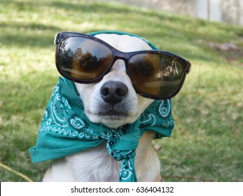 Dog wearing large glasses and bandana