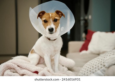 Dog wearing medical plastic collar sitting on sofa in living room. Rehabilitation after medical treatment. Sad Jack Russell Terrier in pet cone - Powered by Shutterstock