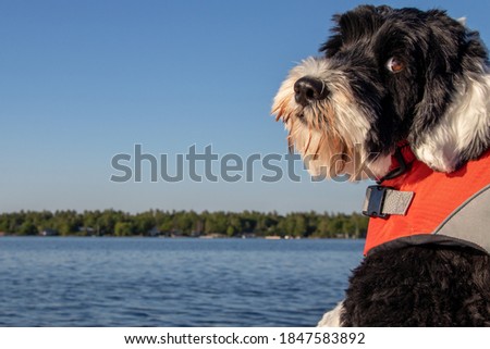 dog wearing an orange life jacket at the lake