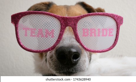 Dog Wearing Pink Glitter Sunglasses For A Bachelorette Party. The Festive Glasses Say Team Bride On The Lenses. Funny Puppy Is Ready To Celebrate Bridal Showers, Weddings And All Things Marriage.