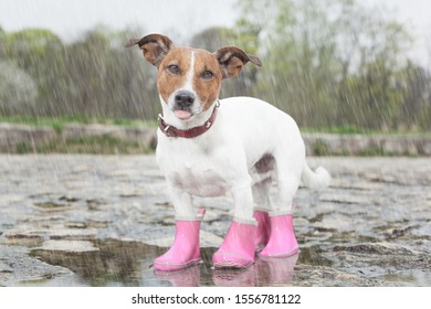 Dog Wearing Pink Rubber Boots Inside A Puddle  Sticking Out  The Tongue