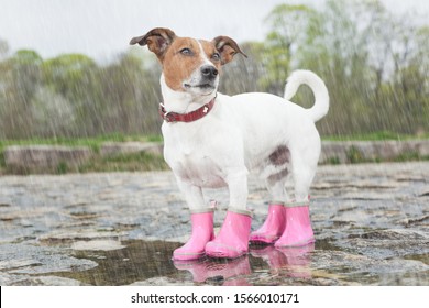 Dog Wearing Pink Rubber Boots Inside A Puddle