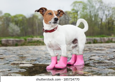 pet boots for dogs