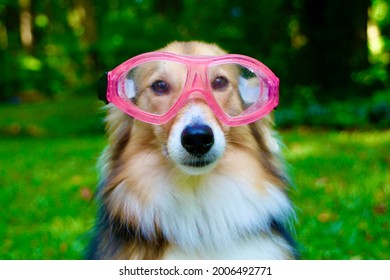 Dog wearing pink swim goggles
