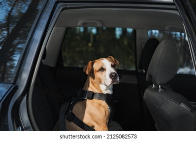Dog wearing protective harness buckled to a car safety belt. Safe travelling or commuting by car with pets