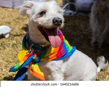 Dog wearing rainbow bandanna at Big Gay Out