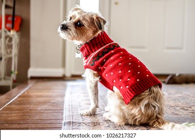 Dog Wearing A Red Christmas Sweater.