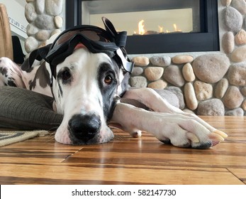 Dog Wearing Ski Goggles On Top Of His Head Laying On Hardwood Floors By A Fireplace