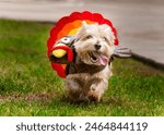 Dog wearing turkey costume running towards camera; tounge out; happy dog; Norwich Terrier running while wearing turkey costume; tounge out; tongue waving in wind; 