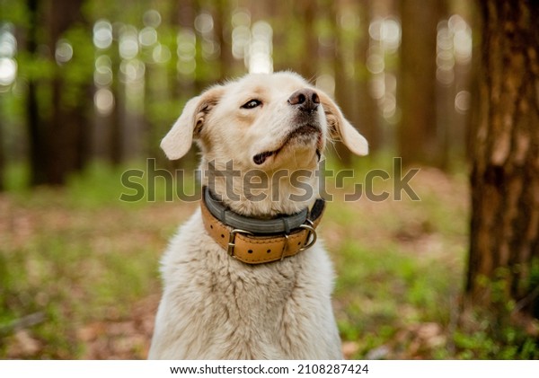 Dog\
wearing two types of collar, flea and tick repel treatment and\
leather collar. Anti tick and flea collar on cute mongrel labrador\
style white dog. Concept of safe and happy\
dog.