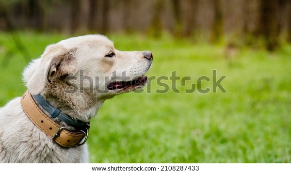 Dog\
wearing two types of collar, flea and tick repel treatment and\
leather collar. Anti tick and flea collar on cute mongrel labrador\
style white dog. Concept of safe and happy\
dog.