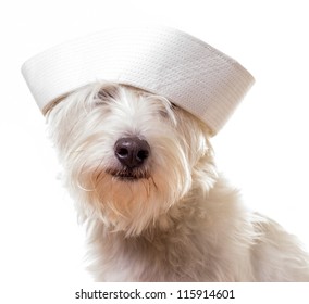 Dog Wearing A White Sailor Hat