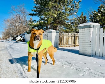 Dog Wearing Winter Coat Walking In Snow In Neighborhood Looking At Camera