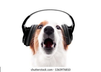 Dog wears headphones and barks or howls, isolated in front of white, concept music and audio