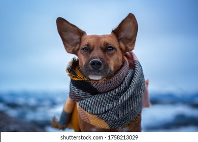 Dog Wears Scarf On A Cold Windy Day. Dog With Big Ears In The Wind. 