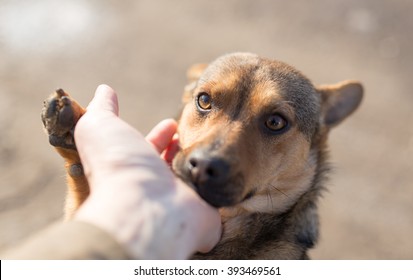 dog weasel hand on nature - Shutterstock ID 393469561
