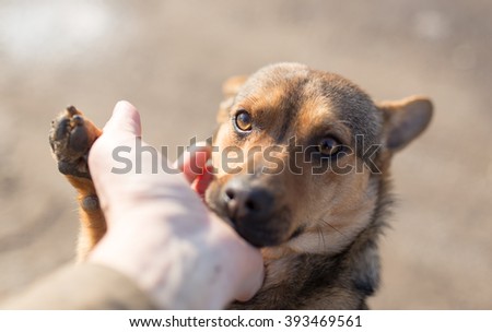 dog weasel hand on nature